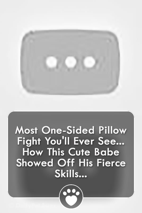 Most One-Sided Pillow Fight You\'ll Ever See... How This Cute Babe Showed Off His Fierce Skills...