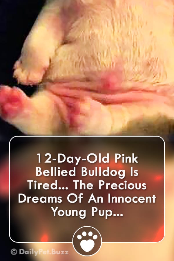 12-Day-Old Pink Bellied Bulldog Is Tired... The Precious Dreams Of An Innocent Young Pup...