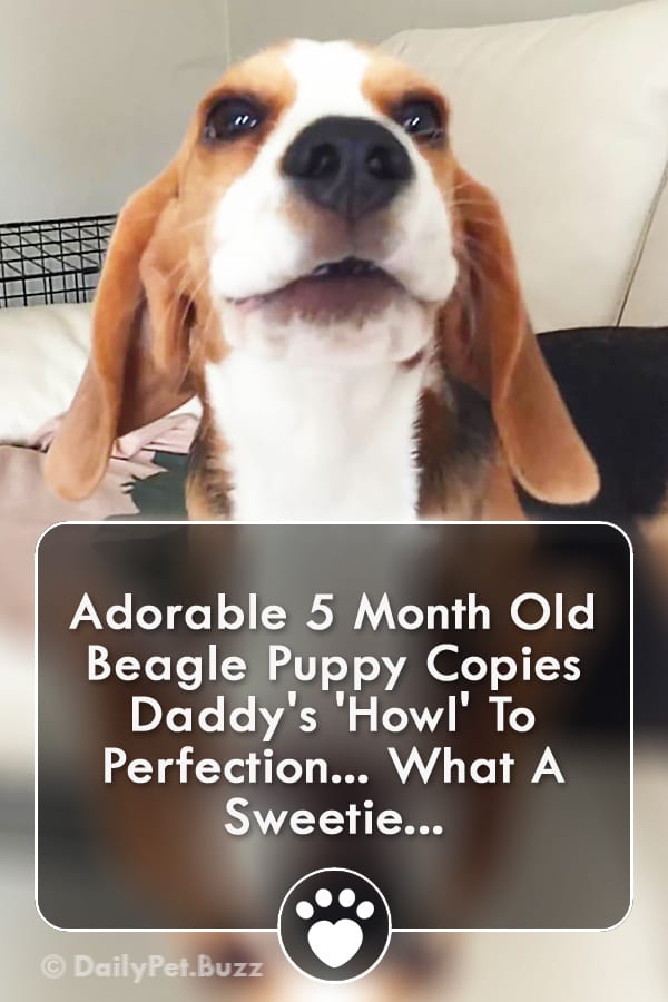 Adorable 5 Month Old Beagle Puppy Copies Daddy\'s \'Howl\' To Perfection... What A Sweetie...