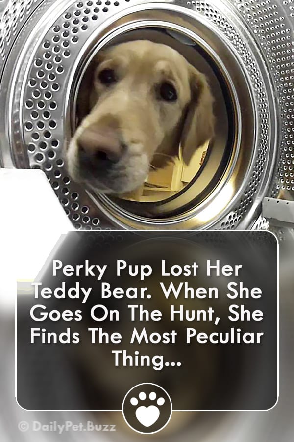 Perky Pup Lost Her Teddy Bear. When She Goes On The Hunt, She Finds The Most Peculiar Thing...