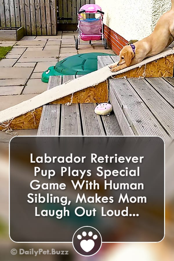 Labrador Retriever Pup Plays Special Game With Human Sibling, Makes Mom Laugh Out Loud...