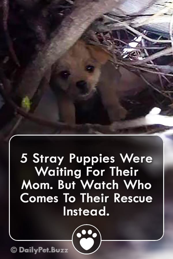 5 Stray Puppies Were Waiting For Their Mom. But Watch Who Comes To Their Rescue Instead.