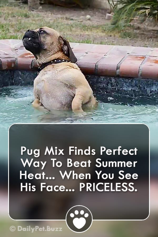 Pug Mix Finds Perfect Way To Beat Summer Heat... When You See His Face... PRICELESS.