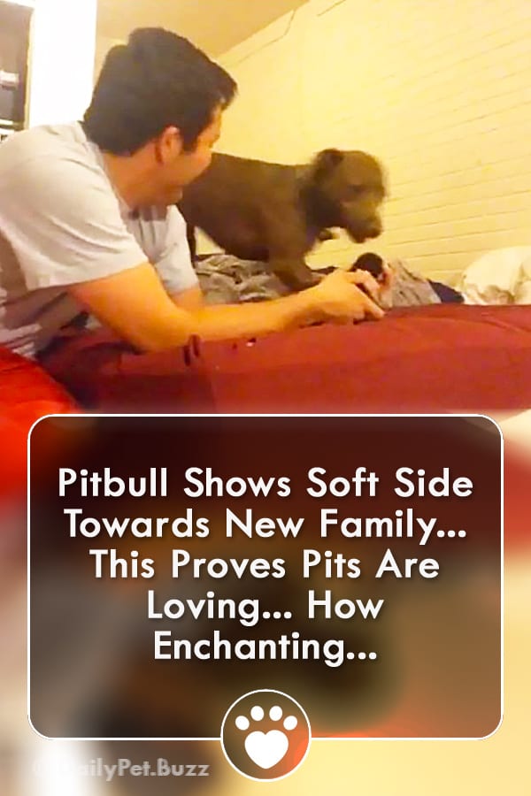 Pitbull Shows Soft Side Towards New Family... This Proves Pits Are Loving... How Enchanting...
