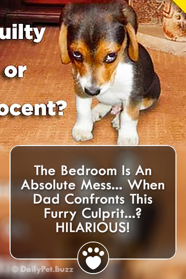 The Bedroom Is An Absolute Mess... When Dad Confronts This Furry Culprit? HILARIOUS!
