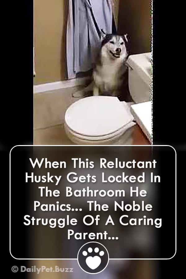 When This Reluctant Husky Gets Locked In The Bathroom He Panics... The Noble Struggle Of A Caring Parent...