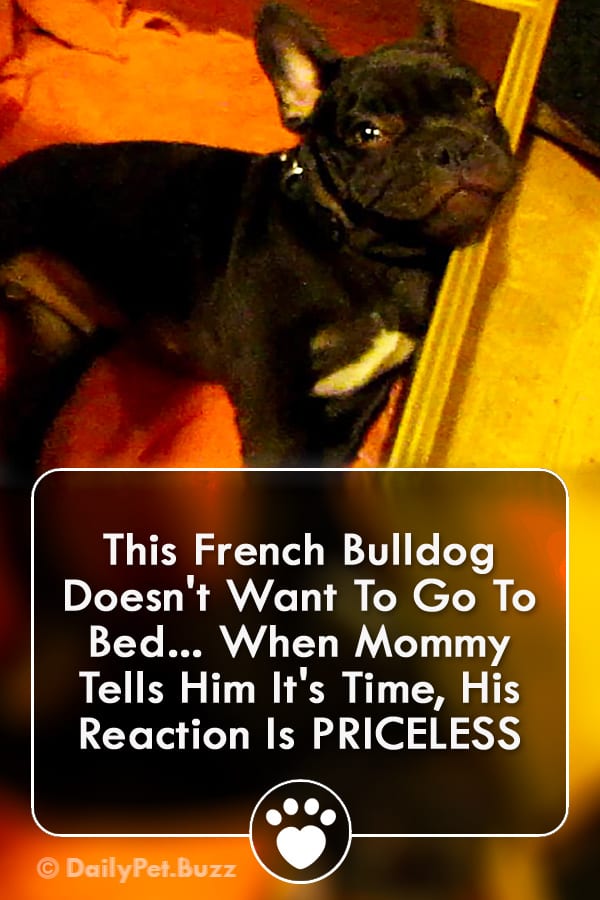 This French Bulldog Doesn\'t Want To Go To Bed... When Mommy Tells Him It\'s Time, His Reaction Is PRICELESS
