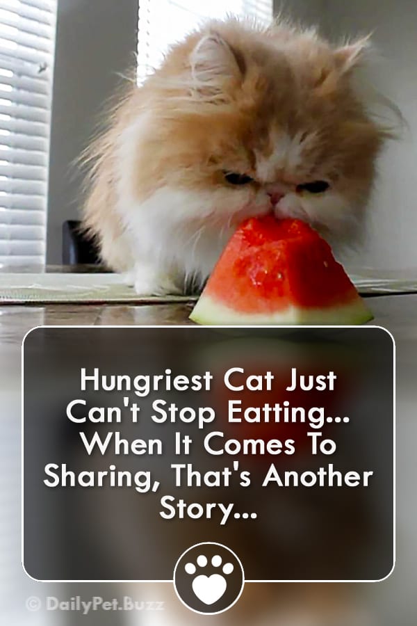 Hungriest Cat Just Can\'t Stop Eatting... When It Comes To Sharing, That\'s Another Story...