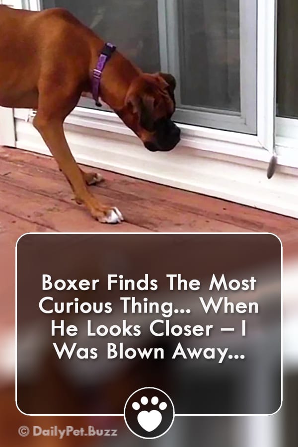 Boxer Finds The Most Curious Thing... When He Looks Closer – I Was Blown Away...