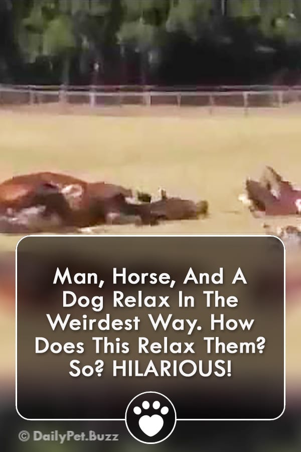 Man, Horse, And A Dog Relax In The Weirdest Way. How Does This Relax Them? So? HILARIOUS!