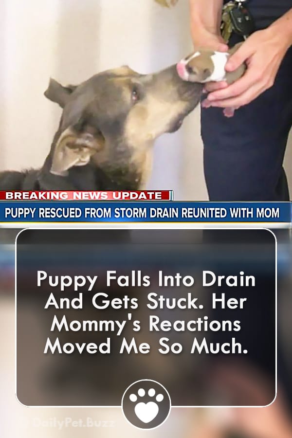 Puppy Falls Into Drain And Gets Stuck. Her Mommy\'s Reactions Moved Me So Much.