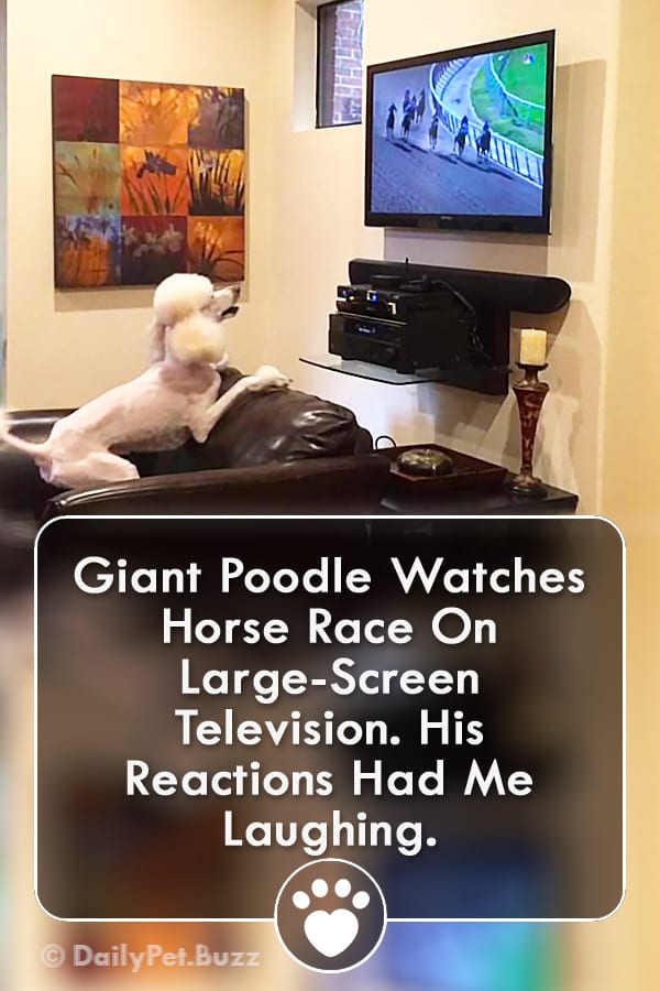 Giant Poodle Watches Horse Race On Large-Screen Television. His Reactions Had Me Laughing.