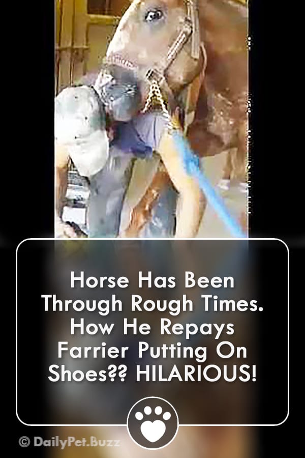 Horse Has Been Through Rough Times. How He Repays Farrier Putting On Shoes?? HILARIOUS!