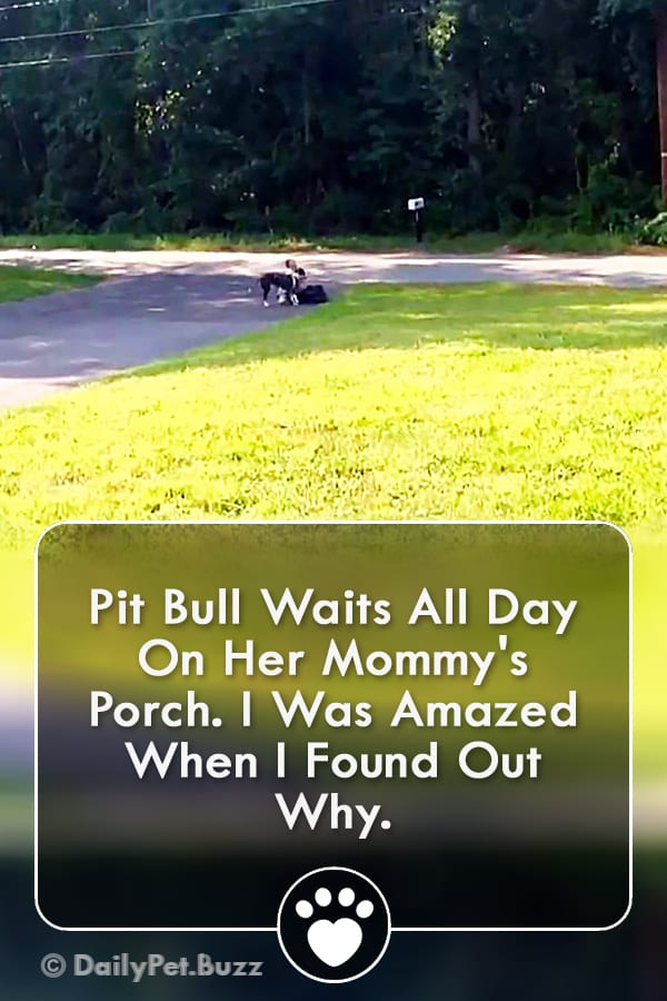 Pit Bull Waits All Day On Her Mommy\'s Porch. I Was Amazed When I Found Out Why.