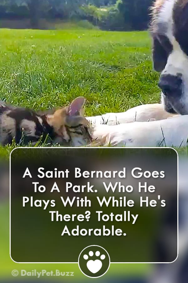 A Saint Bernard Goes To A Park. Who He Plays With While He\'s There? Totally Adorable.