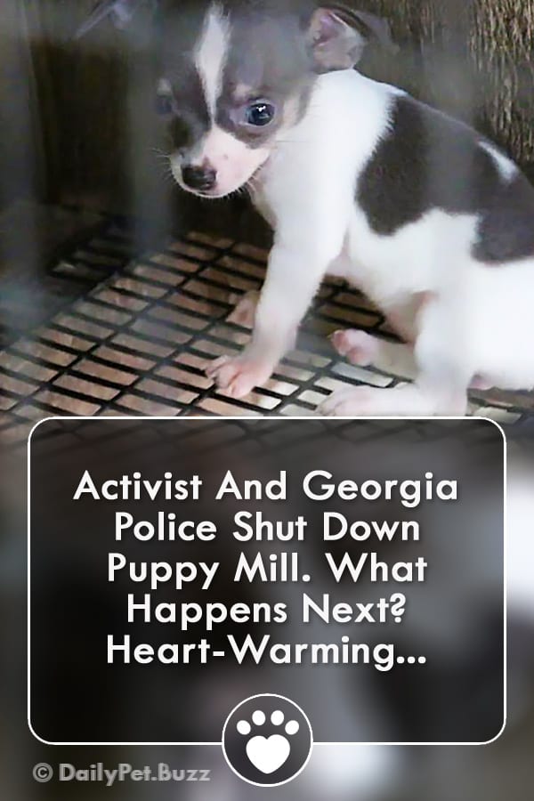 Activist And Georgia Police Shut Down Puppy Mill. What Happens Next? Heart-Warming...