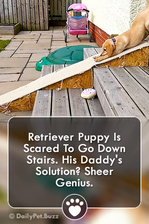 Retriever Puppy Is Scared To Go Down Stairs. His Daddy\'s Solution? Sheer Genius.