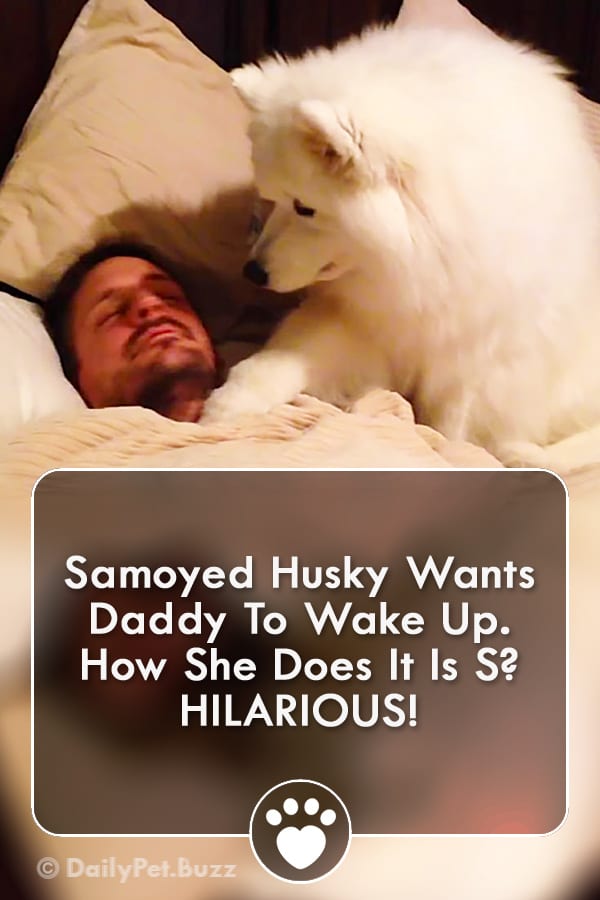 Samoyed Husky Wants Daddy To Wake Up. How She Does It Is S? HILARIOUS!