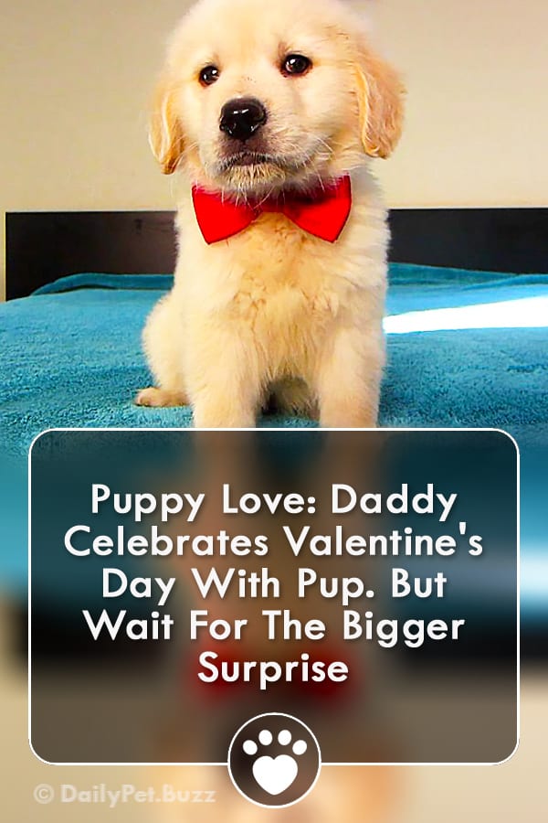 Puppy Love: Daddy Celebrates Valentine\'s Day With Pup. But Wait For The Bigger Surprise