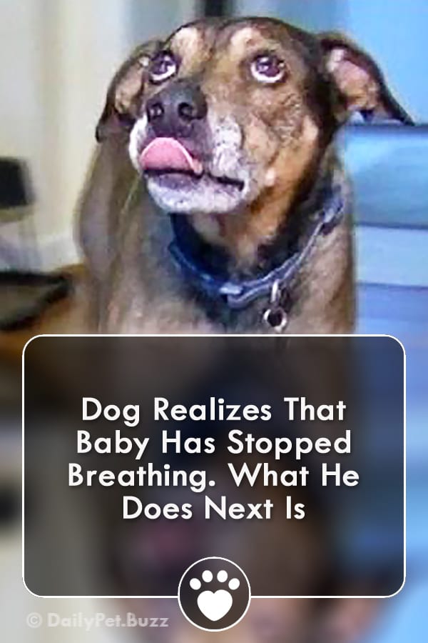 Dog Realizes That Baby Has Stopped Breathing. What He Does Next Is