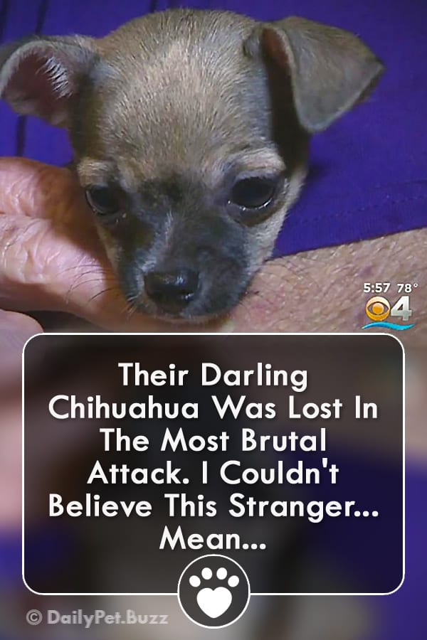 Their Darling Chihuahua Was Lost In The Most Brutal Attack. I Couldn\'t Believe This Stranger... Mean...