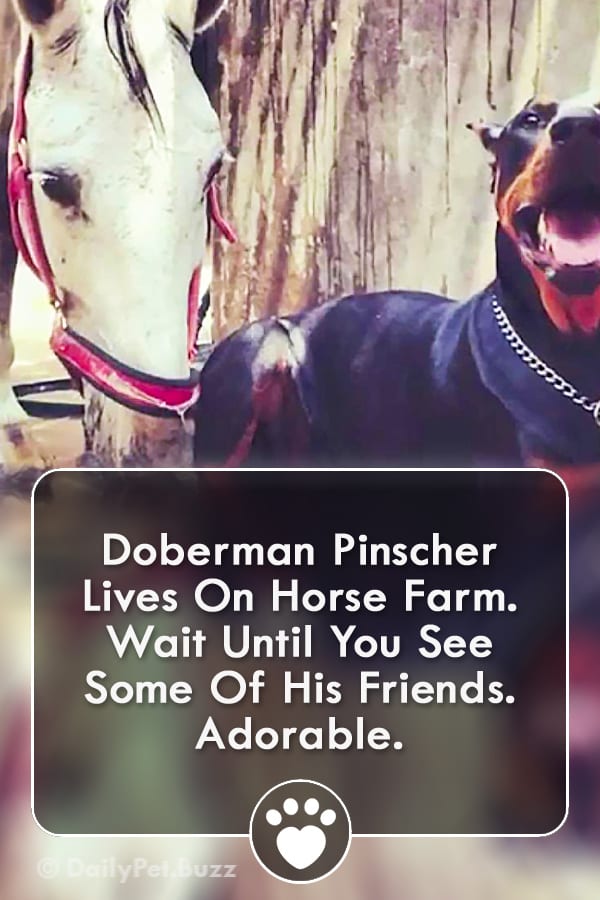 Doberman Pinscher Lives On Horse Farm. Wait Until You See Some Of His Friends. Adorable.