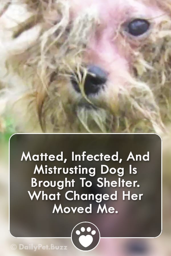Matted, Infected, And Mistrusting Dog Is Brought To Shelter. What Changed Her Moved Me.