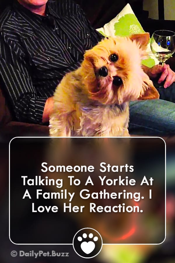 Someone Starts Talking To A Yorkie At A Family Gathering. I Love Her Reaction.