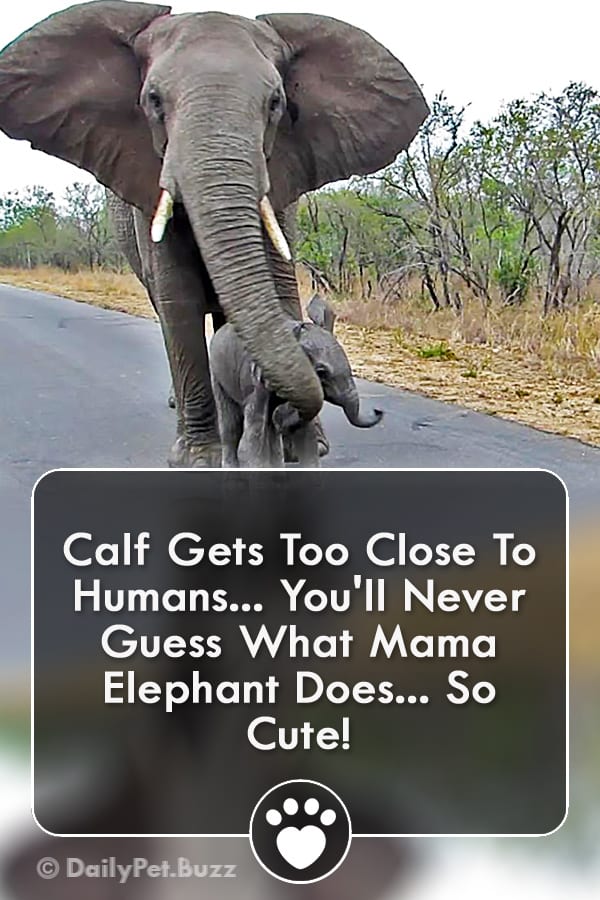 Calf Gets Too Close To Humans... You\'ll Never Guess What Mama Elephant Does... So Cute!