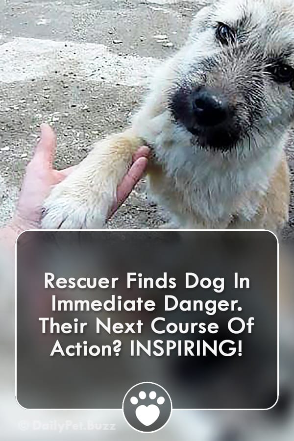 Rescuer Finds Dog In Immediate Danger. Their Next Course Of Action? INSPIRING!