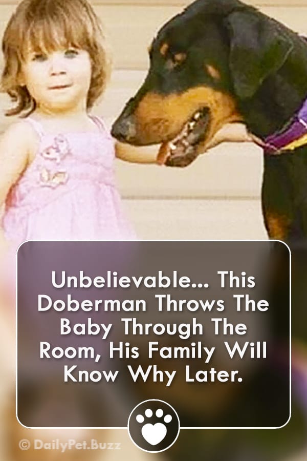 Unbelievable... This Doberman Throws The Baby Through The Room, His Family Will Know Why Later.