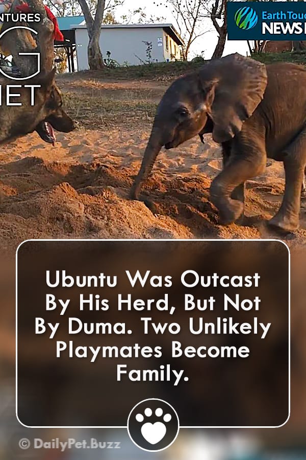 Ubuntu Was Outcast By His Herd, But Not By Duma. Two Unlikely Playmates Become Family.