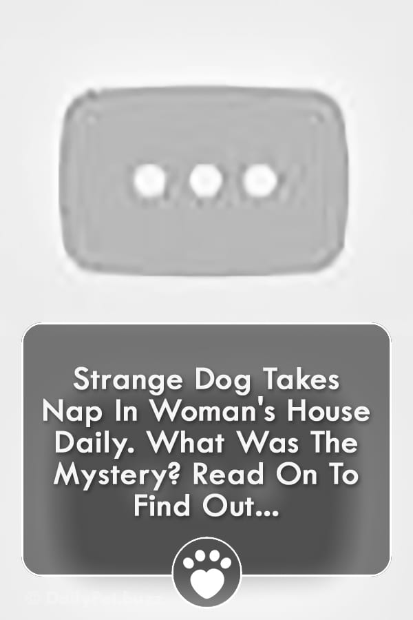 Strange Dog Takes Nap In Woman\'s House Daily. What Was The Mystery? Read On To Find Out...