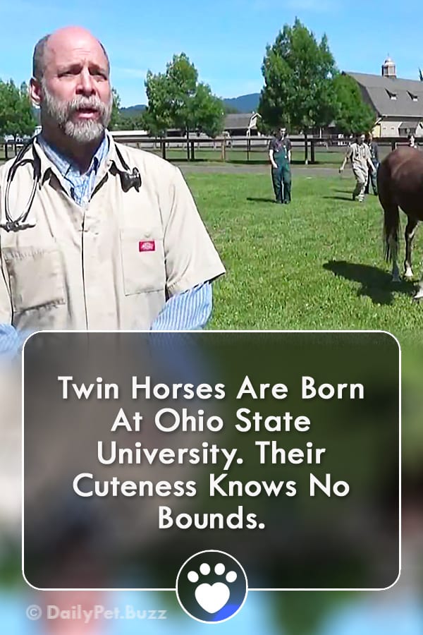 Twin Horses Are Born At Ohio State University. Their Cuteness Knows No Bounds.