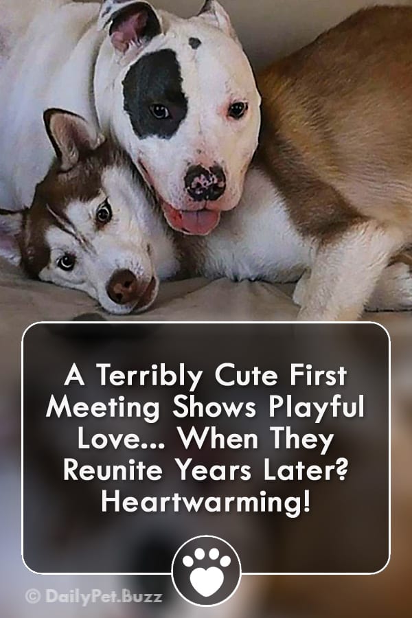 A Terribly Cute First Meeting Shows Playful Love... When They Reunite Years Later? Heartwarming!