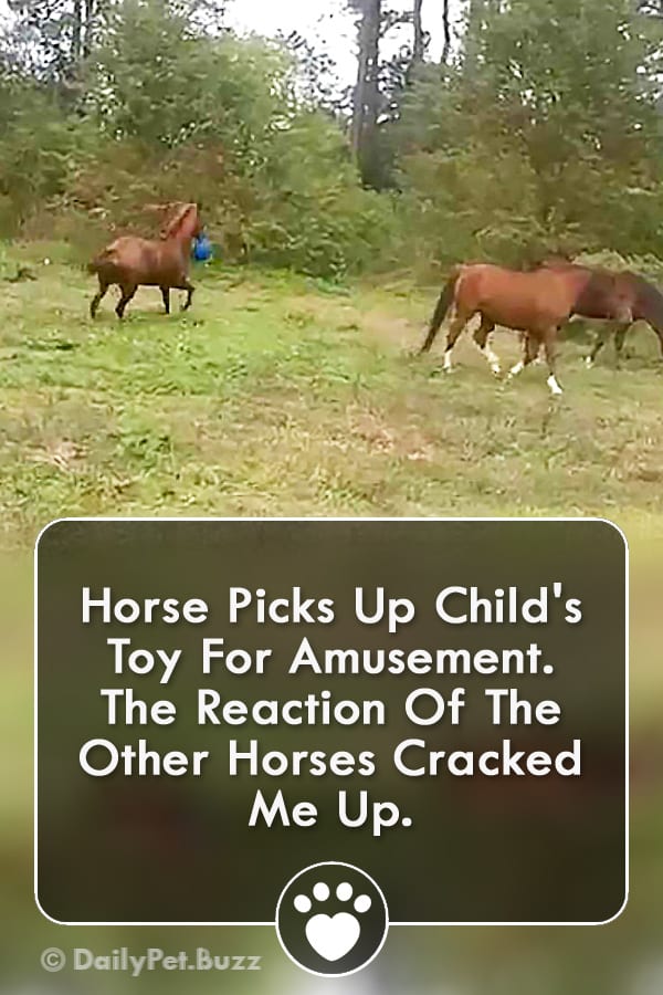 Horse Picks Up Child\'s Toy For Amusement. The Reaction Of The Other Horses Cracked Me Up.
