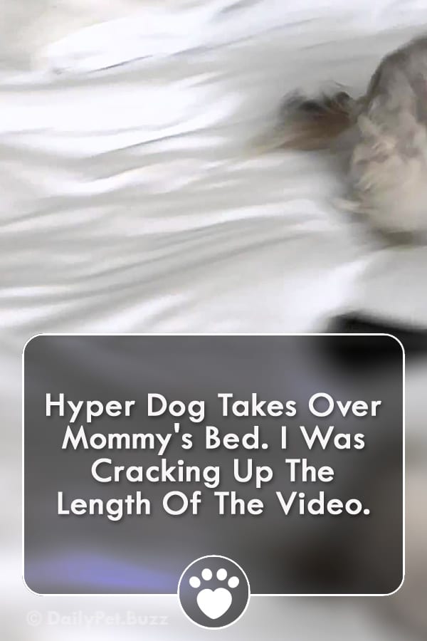 Hyper Dog Takes Over Mommy\'s Bed. I Was Cracking Up The Length Of The Video.