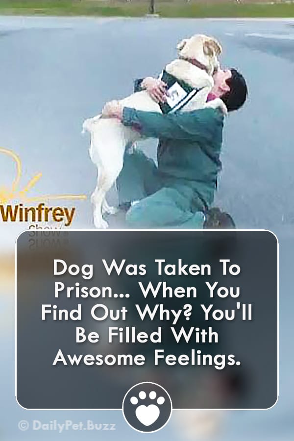 Dog Was Taken To Prison... When You Find Out Why? You\'ll Be Filled With Awesome Feelings.