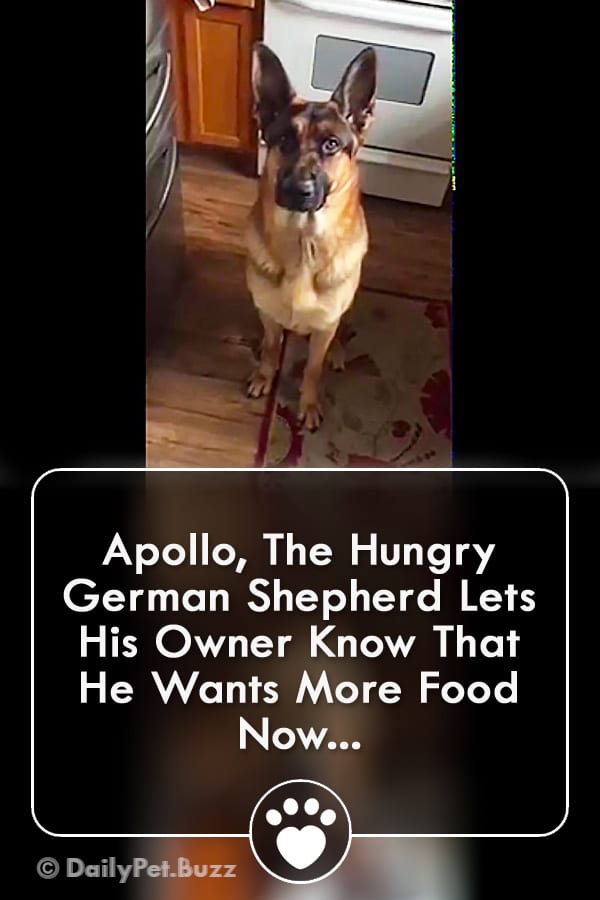Apollo, The Hungry German Shepherd Lets His Owner Know That He Wants More Food Now...