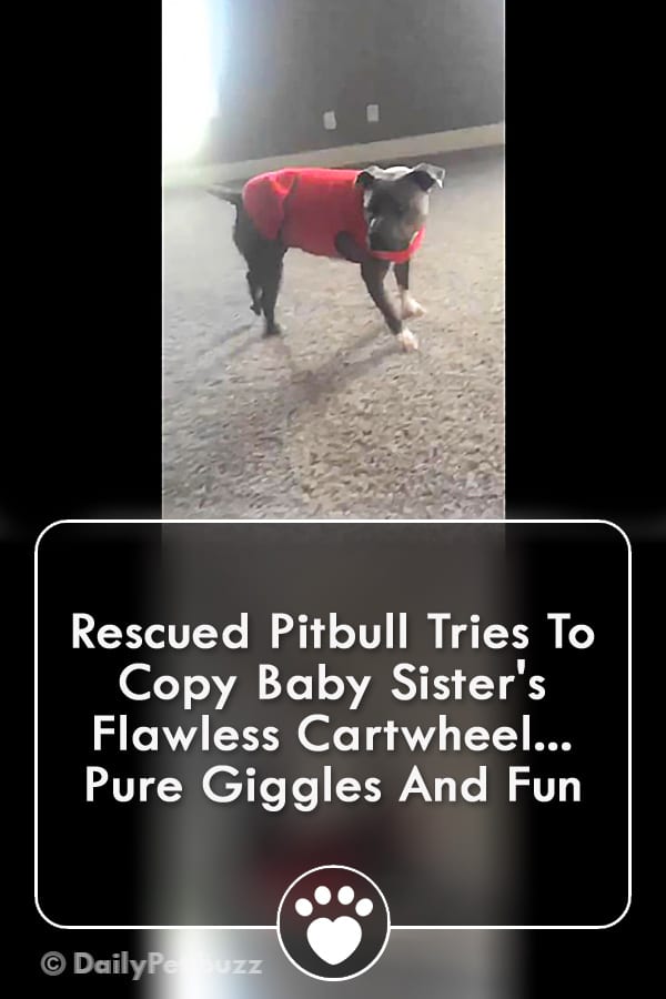 Rescued Pitbull Tries To Copy Baby Sister\'s Flawless Cartwheel... Pure Giggles And Fun