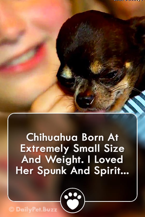 Chihuahua Born At Extremely Small Size And Weight. I Loved Her Spunk And Spirit...