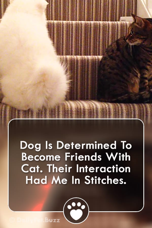 Dog Is Determined To Become Friends With Cat. Their Interaction Had Me In Stitches.