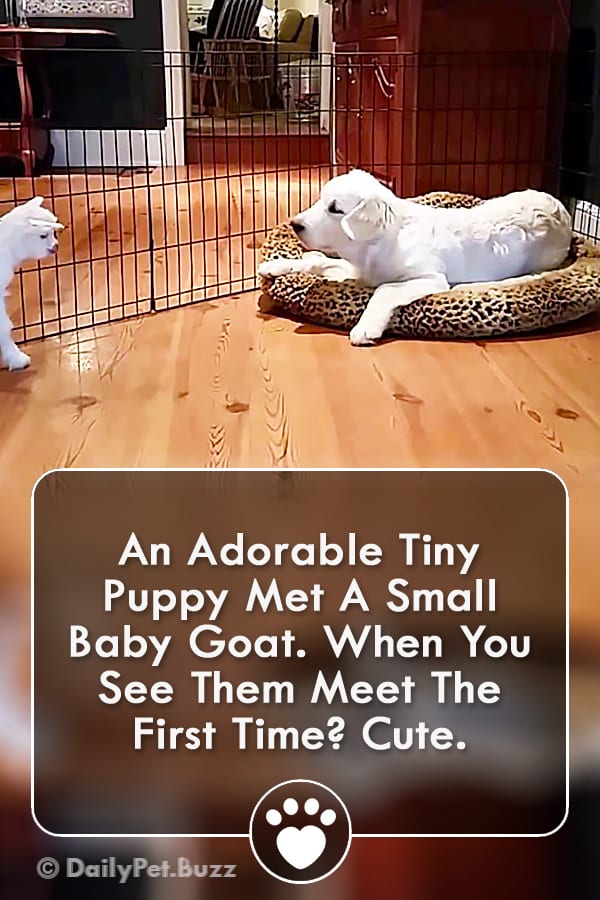 An Adorable Tiny Puppy Met A Small Baby Goat. When You See Them Meet The First Time? Cute.