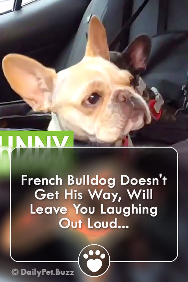 French Bulldog Doesn\'t Get His Way, Will Leave You Laughing Out Loud...