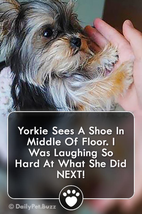 Yorkie Sees A Shoe In Middle Of Floor. I Was Laughing So Hard At What She Did NEXT!