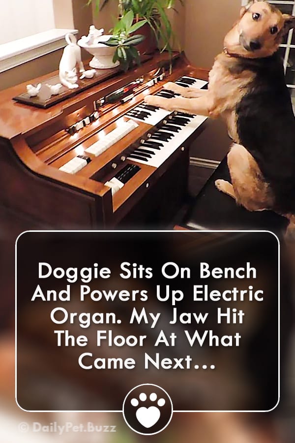 Doggie Sits On Bench And Powers Up Electric Organ. My Jaw Hit The Floor At What Came Next…