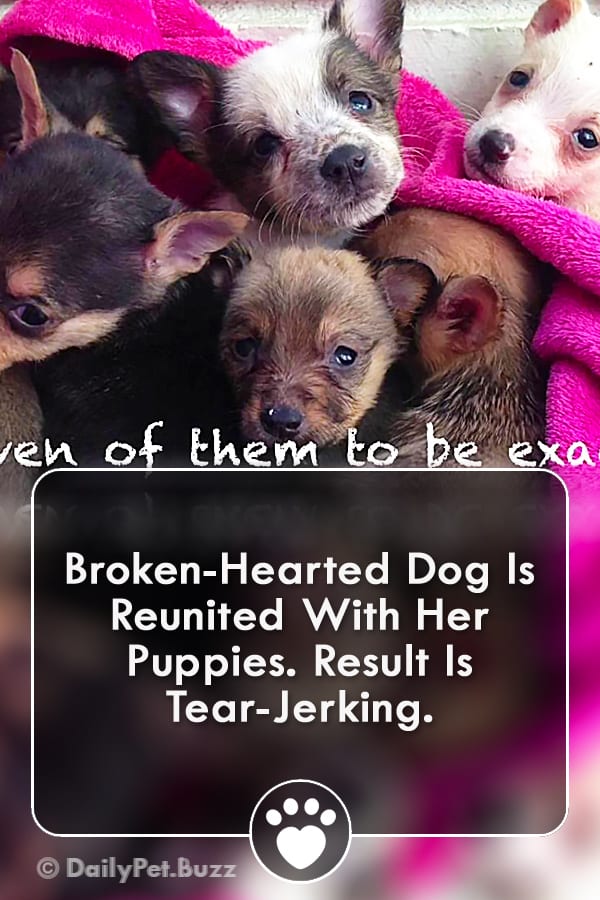 Broken-Hearted Dog Is Reunited With Her Puppies. Result Is Tear-Jerking.