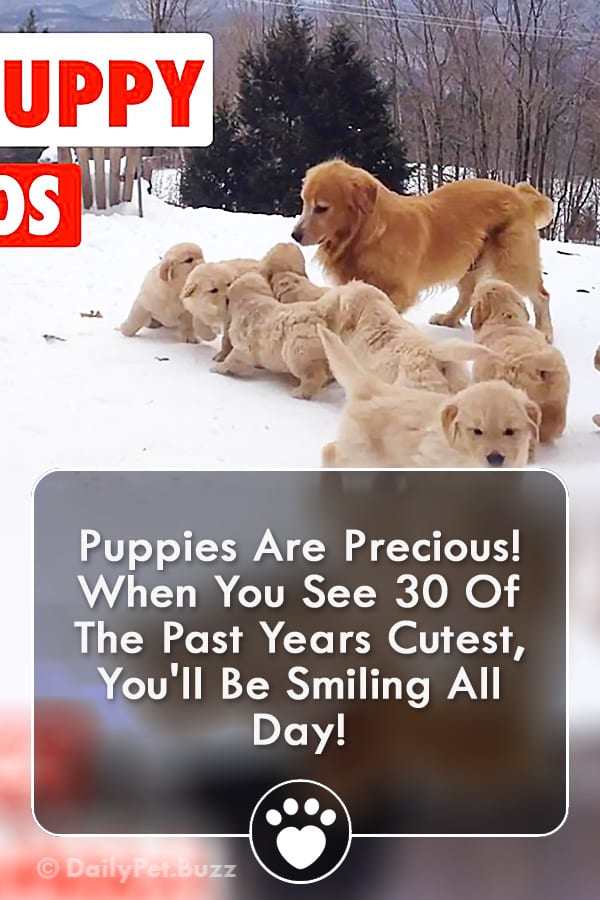 Puppies Are Precious! When You See 30 Of The Past Years Cutest, You\'ll Be Smiling All Day!