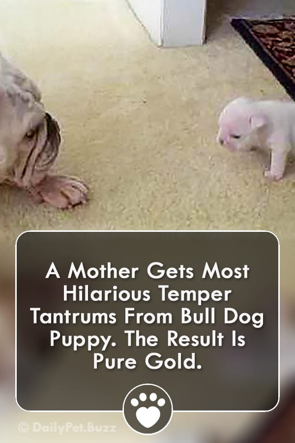A Mother Gets Most Hilarious Temper Tantrums From Bull Dog Puppy. The Result Is Pure Gold.