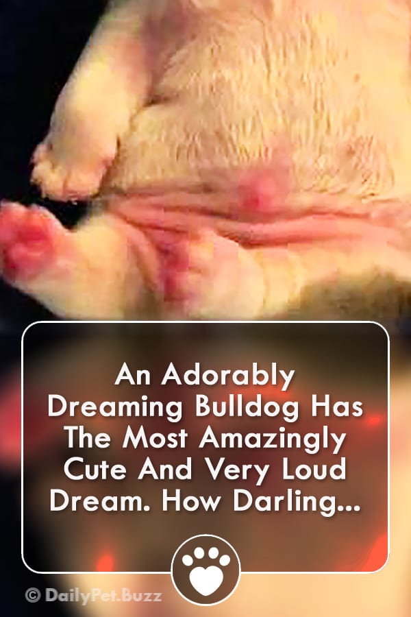 An Adorably Dreaming Bulldog Has The Most Amazingly Cute And Very Loud Dream. How Darling...